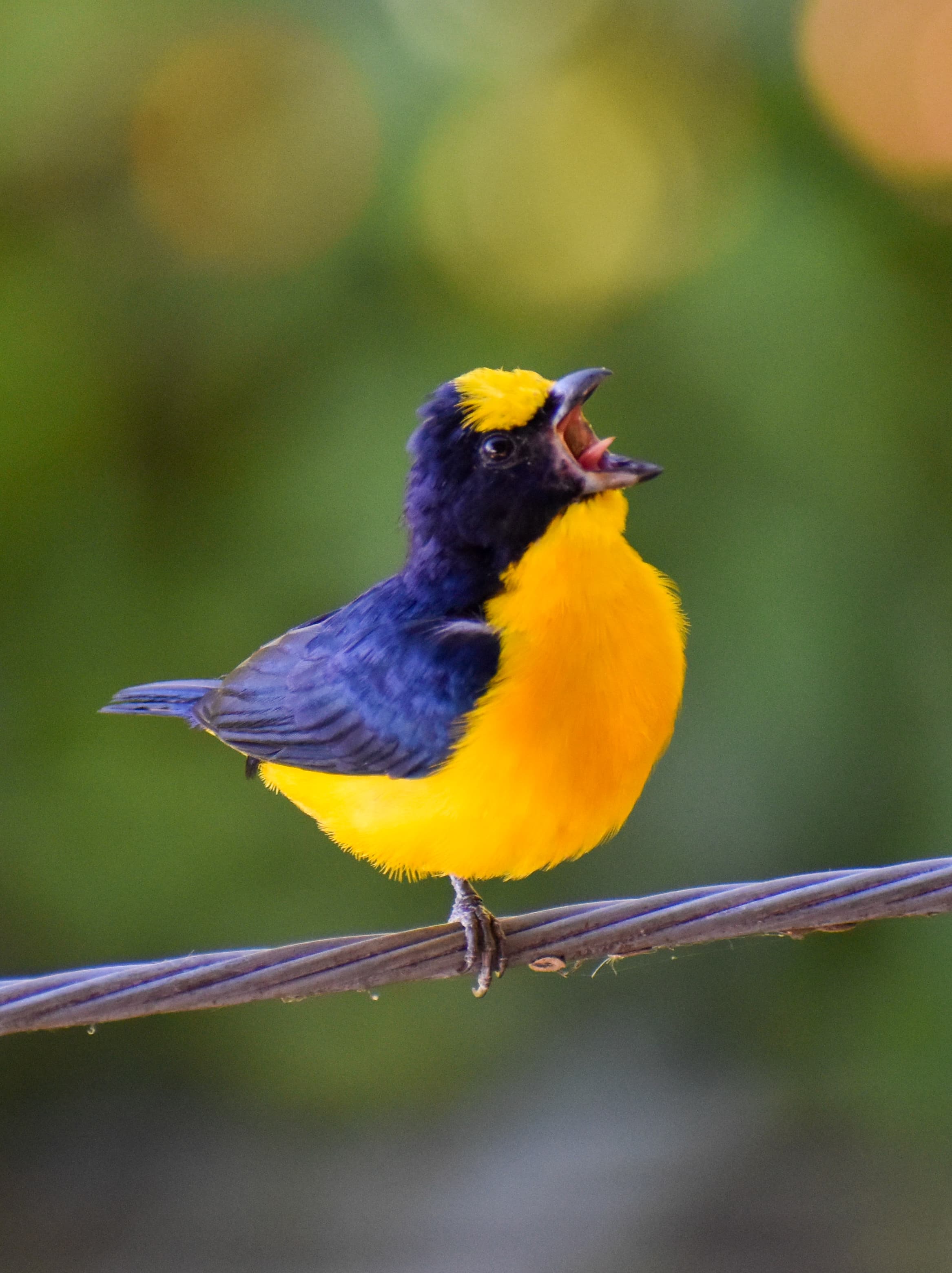 Naturaleza y biodiversidad